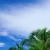 palms_pic