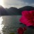 beach_flower